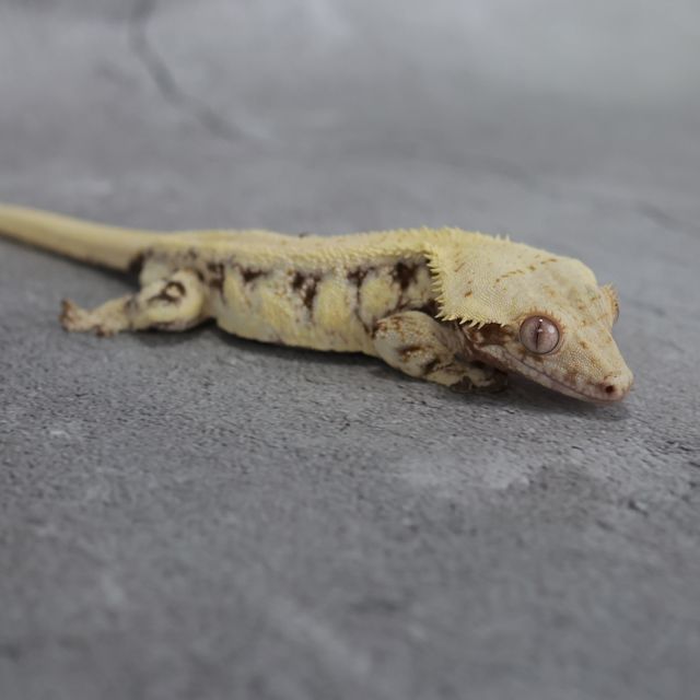 레이지 릴리화이트