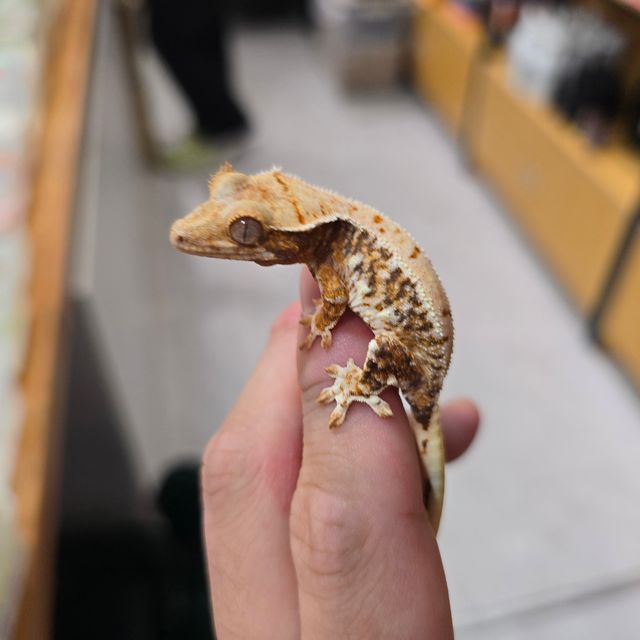 트라이 릴리화이트