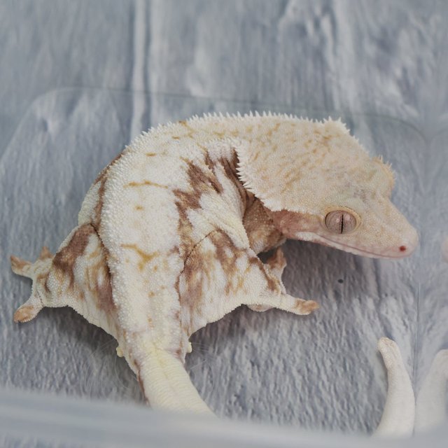 릴리100%헷아잔틱 100%헷아잔틱