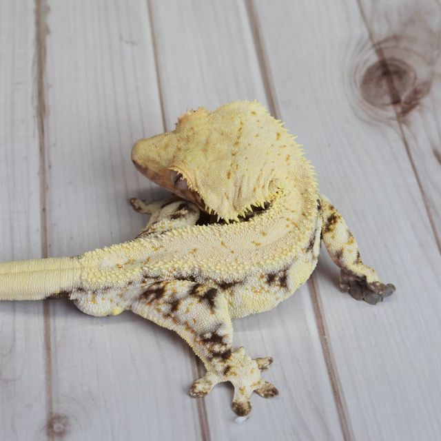 레이지 릴리화이트