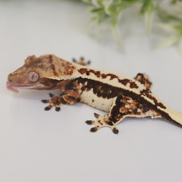 노멀 텐저린 트라이