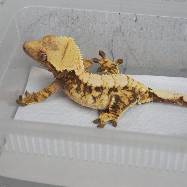 트라이 익스트림할리퀸