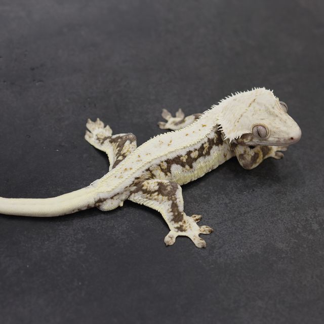 릴리화이트 트라이