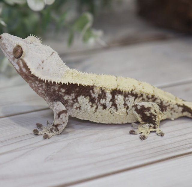 노멀 익스트림할리퀸