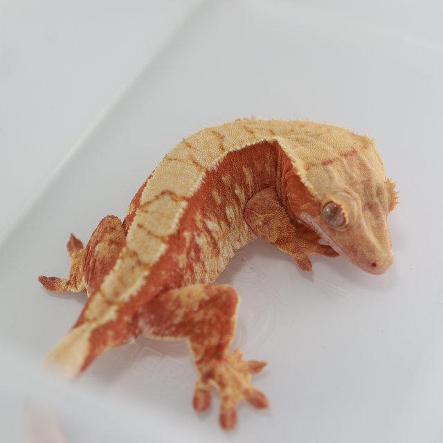 레드 할리퀸