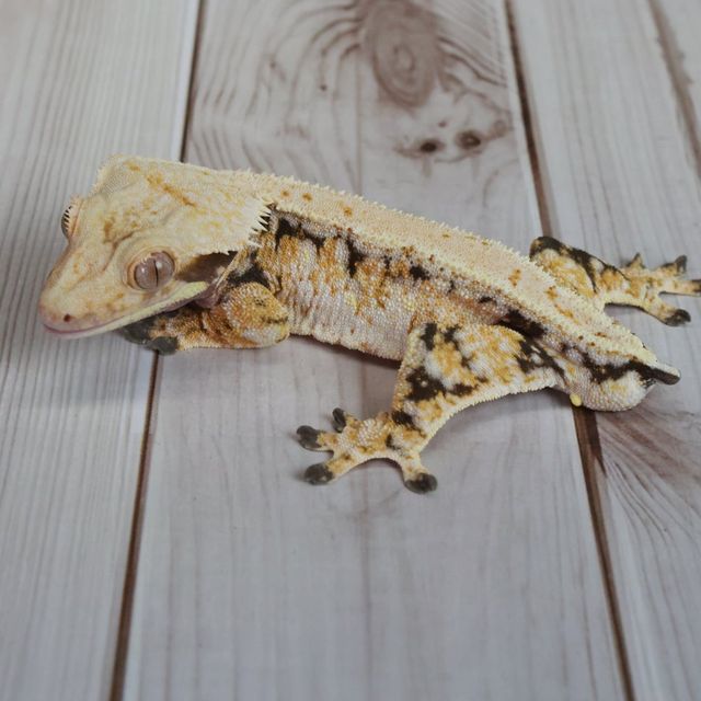 노멀 트라이 화이트스팟