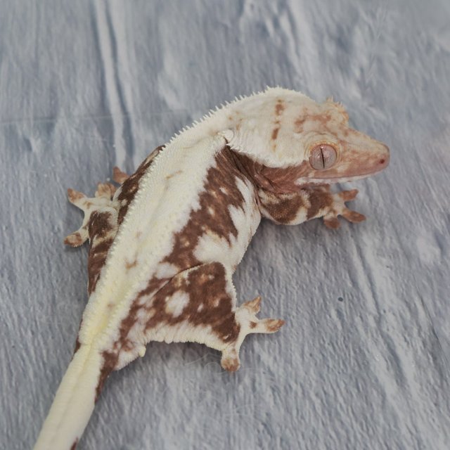 릴리100%헷아잔틱 100%헷아잔틱