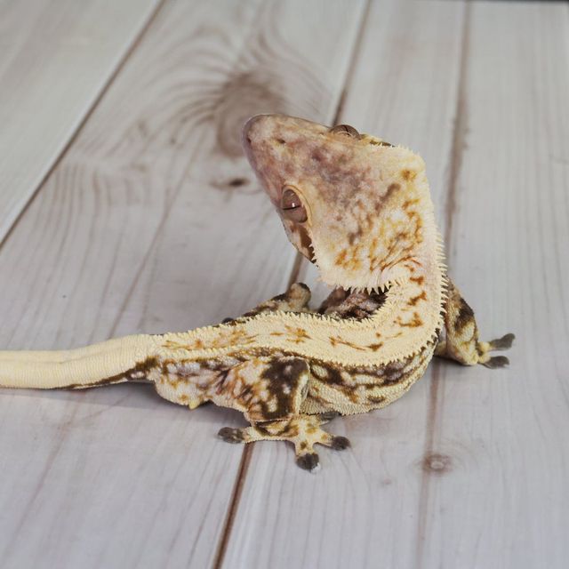 노멀 트라이 쿼드