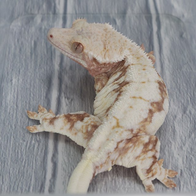 릴리100%헷아잔틱 100%헷아잔틱