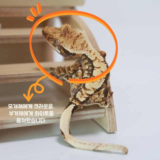 트라이 익스트림할리퀸