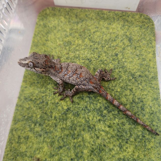 블로치드