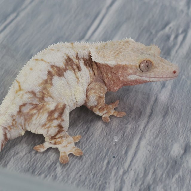 릴리100%헷아잔틱 100%헷아잔틱