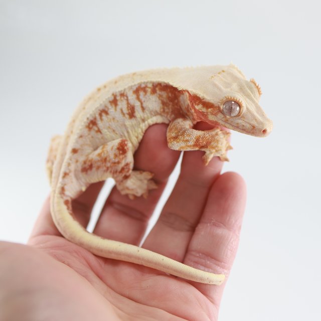 레드 릴리화이트