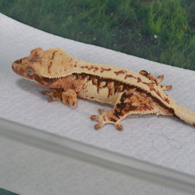 트라이