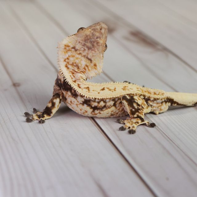 노멀 트라이 쿼드