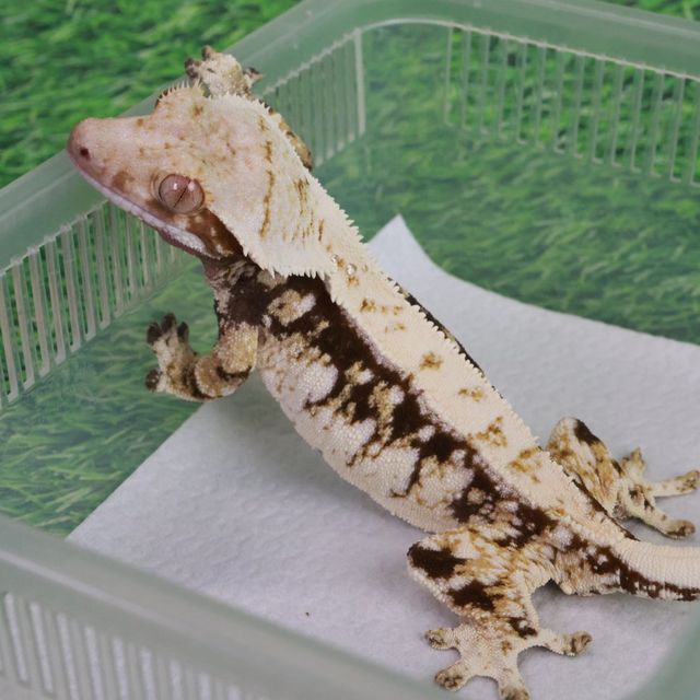 트라이