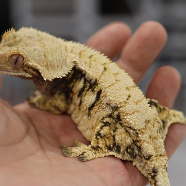 트라이 익스트림할리퀸 노멀 바브