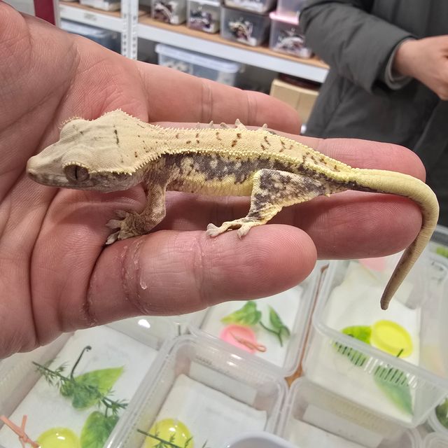릴리화이트