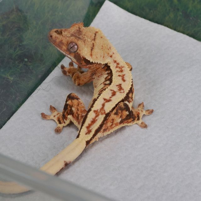 트라이