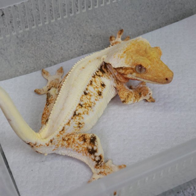 트라이 릴리화이트