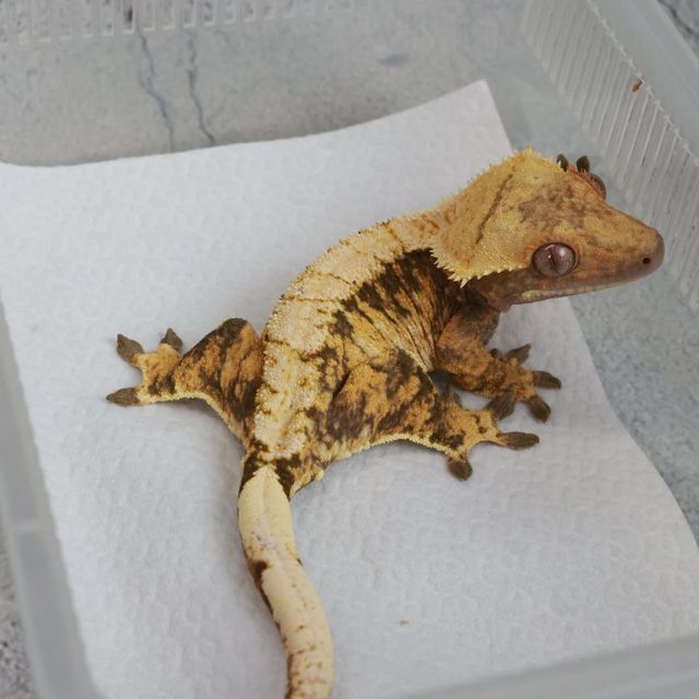 트라이 익스트림할리퀸