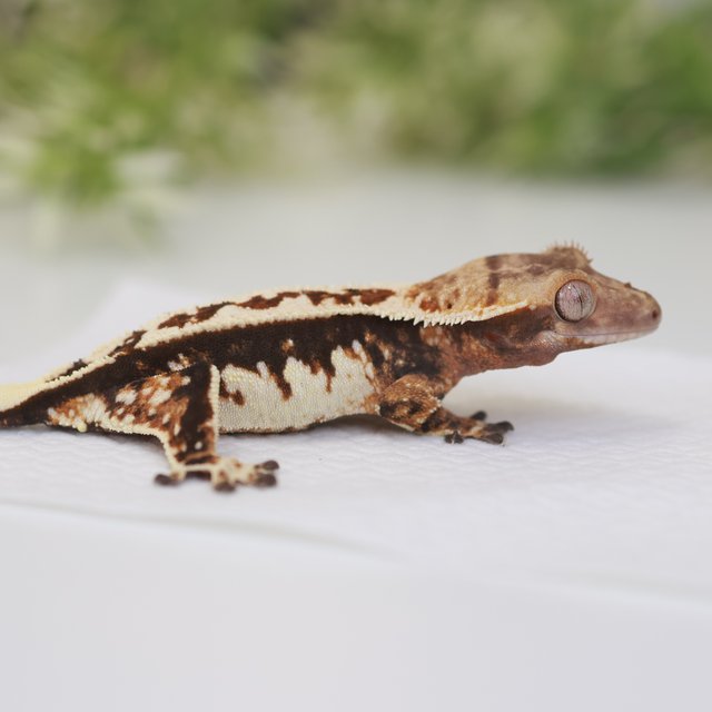 노멀 텐저린 트라이