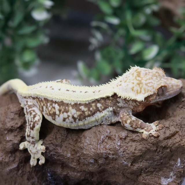 릴리100%헷아잔틱