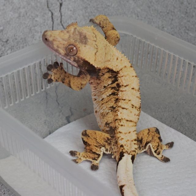 텐저린 트라이 익스트림할리퀸