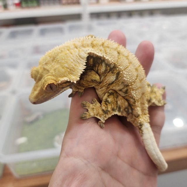 트라이 익스트림할리퀸 노멀 바브