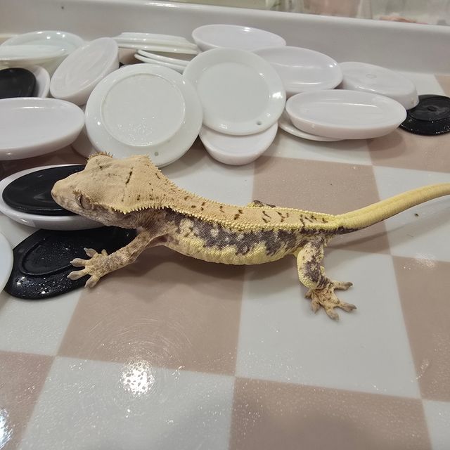 릴리화이트