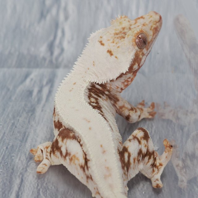 릴리100%헷아잔틱 100%헷아잔틱