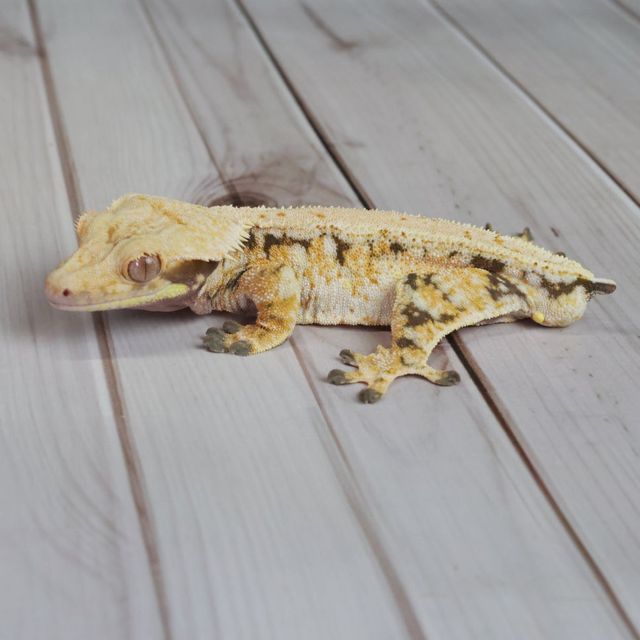 노멀 트라이 화이트스팟