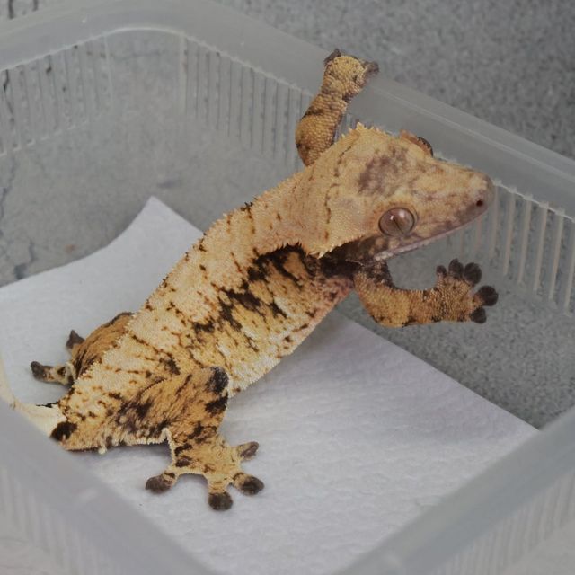 텐저린 트라이 익스트림할리퀸