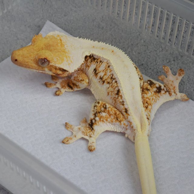 트라이 릴리화이트