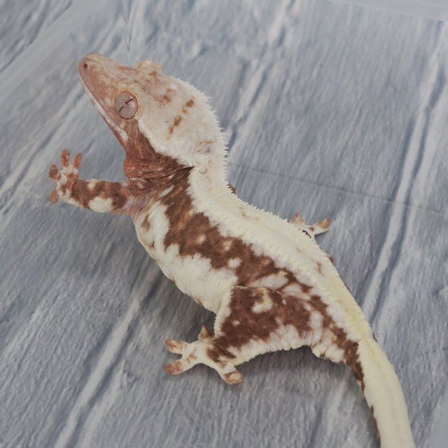 릴리100%헷아잔틱 100%헷아잔틱