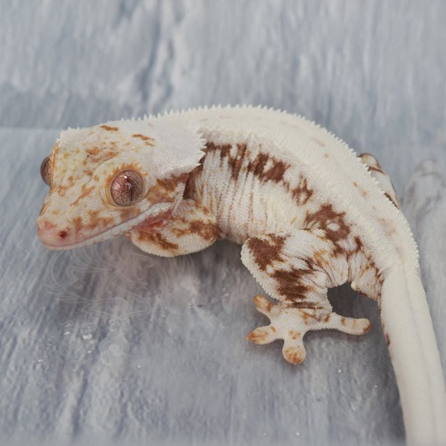 릴리100%헷아잔틱 100%헷아잔틱