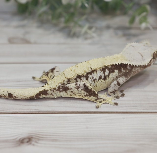 노멀 익스트림할리퀸