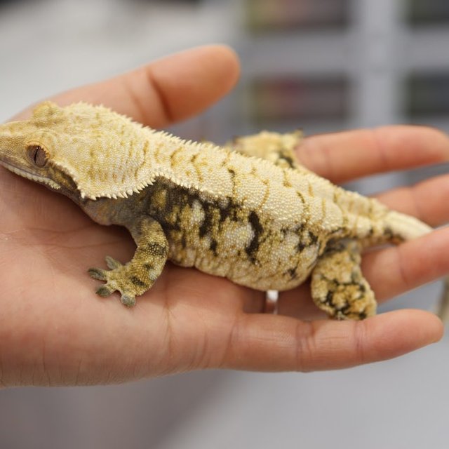 트라이 익스트림할리퀸 노멀 바브