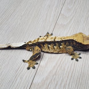 노멀 트라이 익스트림할리퀸 텐저린