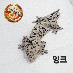 잉크