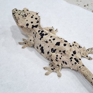 데이지