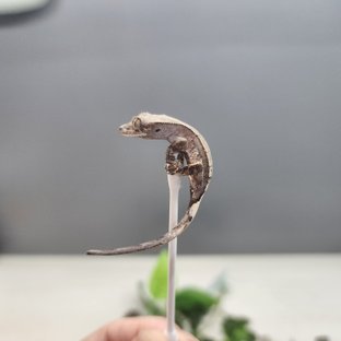 카푸치노 노멀