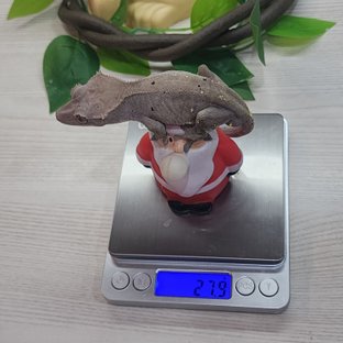 노멀 카푸치노