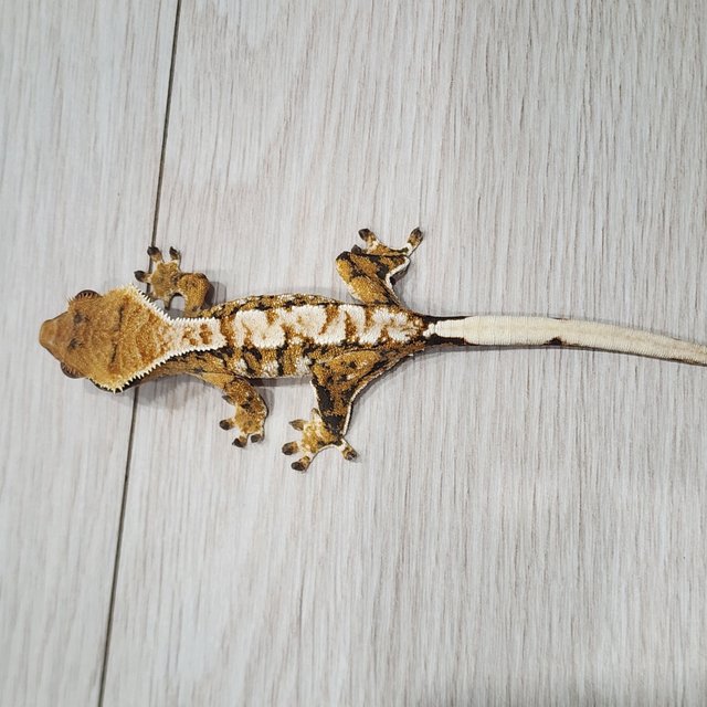 텐저린 익스트림할리퀸 트라이