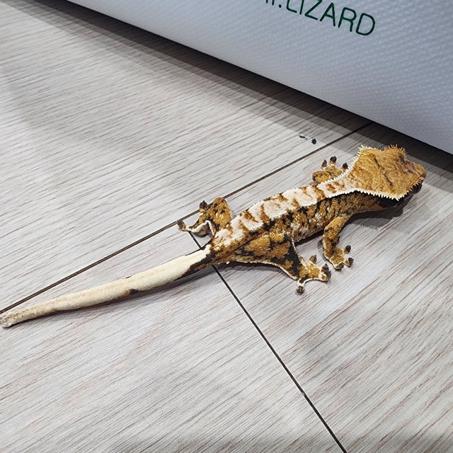 텐저린 익스트림할리퀸 트라이