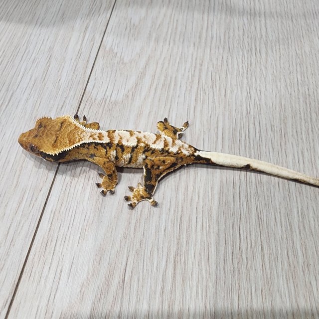 텐저린 익스트림할리퀸 트라이