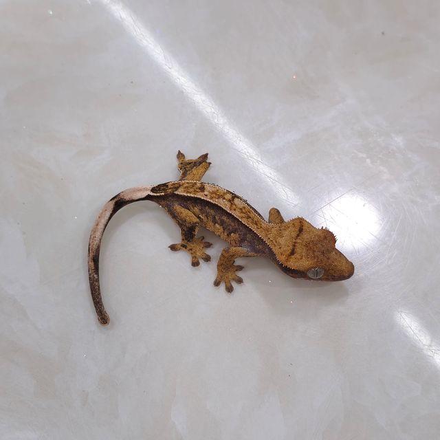 노멀