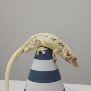 릴리화이트