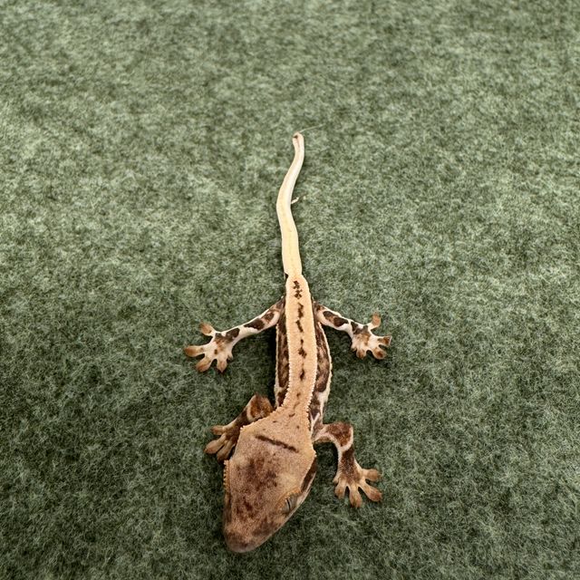 릴리화이트