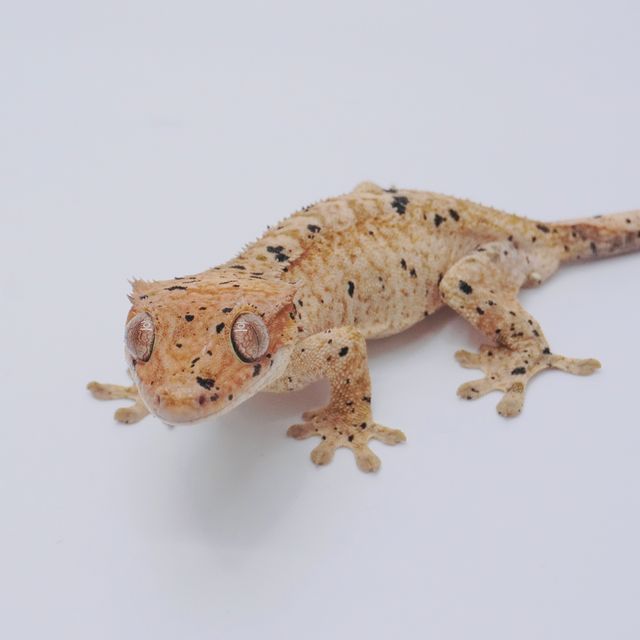 슈퍼달마시안
